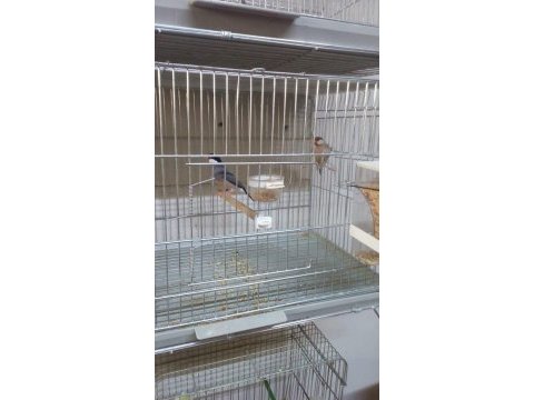 Sahibinden farklı ispinozlar (finch)