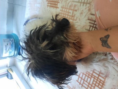 Sahiplendirilecek terrier