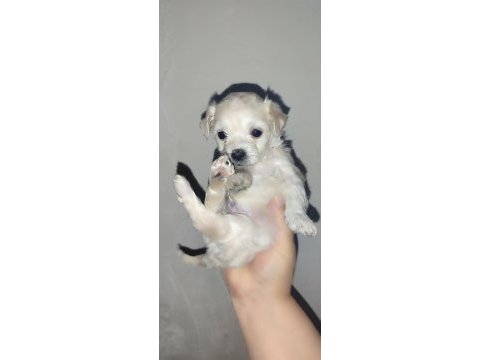 Yeni yavru köpeklerimiz sahiplerini bekliyorlar