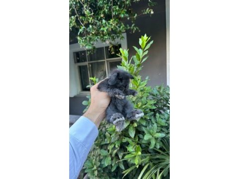 Hollanda lop tavşanları