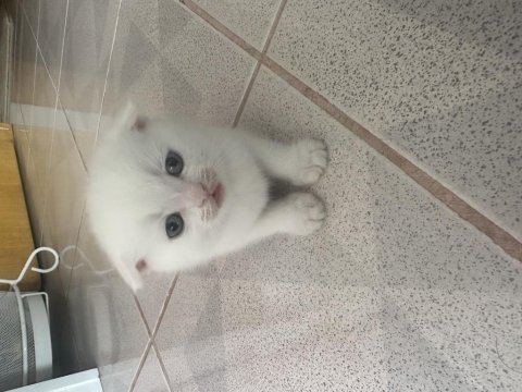 2.5 aylık erkek british shorthair yavrular acil