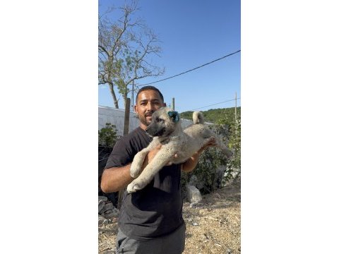 Aslan lina kangal yavruları