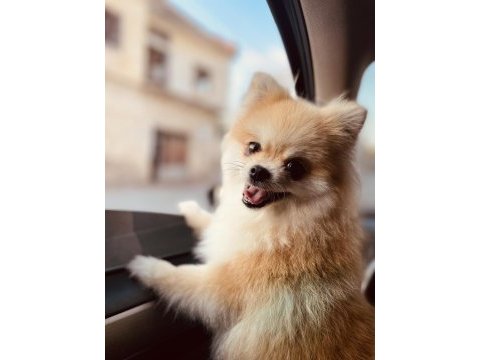 Orjinal pomeranian boo