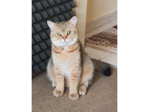Golden black british shorthair oğlumuza gelin adayı arıyoruz