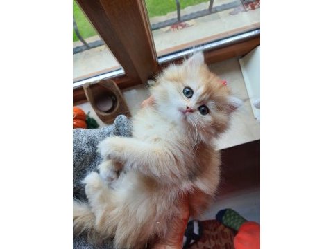 Saf kan golden british longhair yavrular (wcf kayıtlı)
