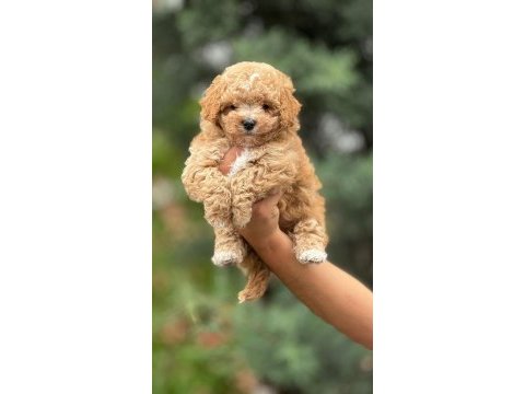 Maltipoo yavrularımız