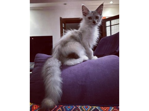 Safkan maine coon scr li