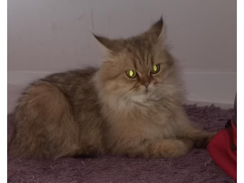 British longhair kedim 1 yaşında
