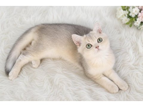 Blue golden safkan yavru british shorthair