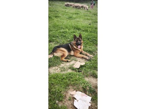 17 aylık genç alman çoban köpeği anne baba şecereli