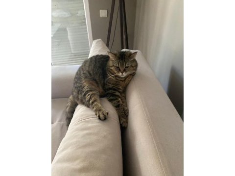 Ücretsiz sahiplendirme british shorthair