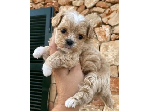 Maltipoo yavrular