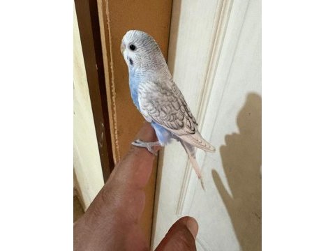 34 günlük konuşturmalık bebek muhabbet kuşu