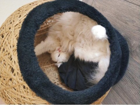 British longhair dişi izmir