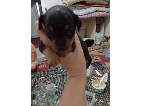 Yavru köpeğimiz pinscher