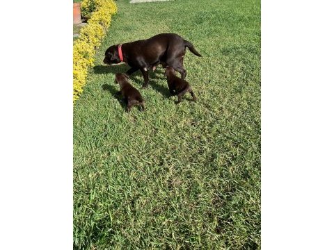 Çikolata labrador ırk garantili sevimli yavrular