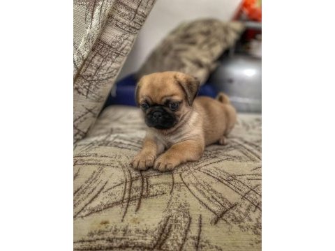 A kalite pug yavrularımız gül kuyruk teslime hazır