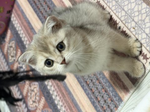 Tam oyuncu yavru british shorthair