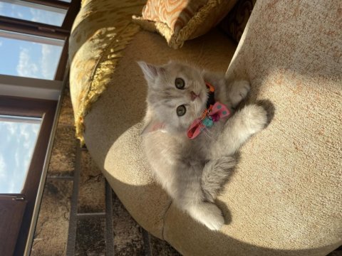 Süslü british shorthair kızımıza yuva arıyoruz