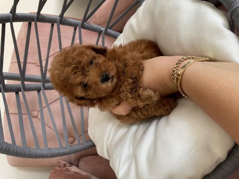 Toy poodle yavrularımız yeni yuvasına gitmeye hazır