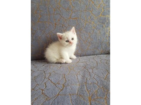 British ve shorthair yavrularımız teslime hazır