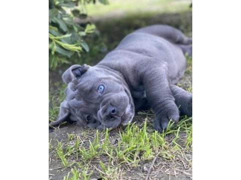 Dişi erkek cane corso kapıda ödemeli güvenli sistem