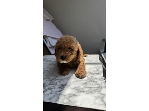 Tr nin en uygun poodle yavrusu
