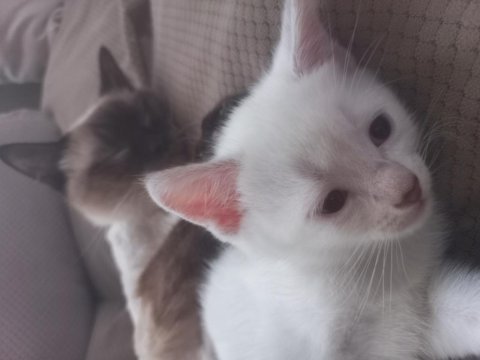 1,5 aylık siyam albino hem nadir hem genetik olarak nadir