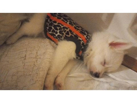 Pomeranian spitz