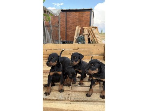 Premıum doberman yavruları