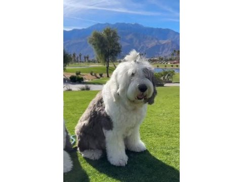 Çok özel bir ırk poodle