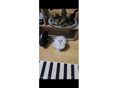 Scottish fold longhair erkek