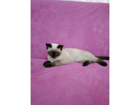 Erkek bakımlı british blue longhair