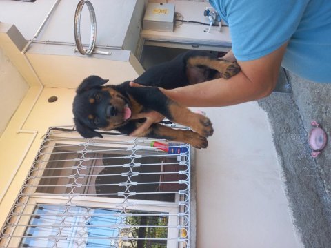 Koca kafa macar rottweiler yavrusu