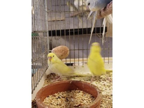 Bebek muhabbet kuşlar erkek ve dişi rengârenk