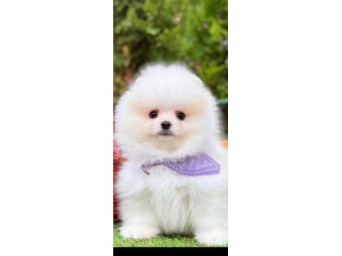 Pomeranian boo yavrular
