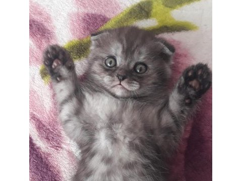 Gri scottish fold