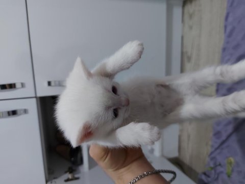 1 haftalık british shorthair yavrular