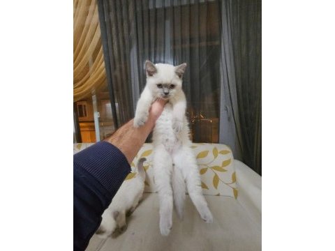 Scottish fold