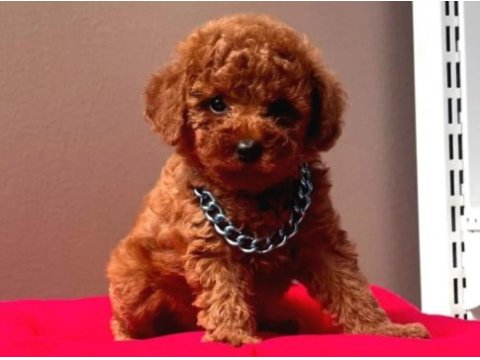 Orjinal red toy poodle erkek dişi yavru puppy dp aşılı