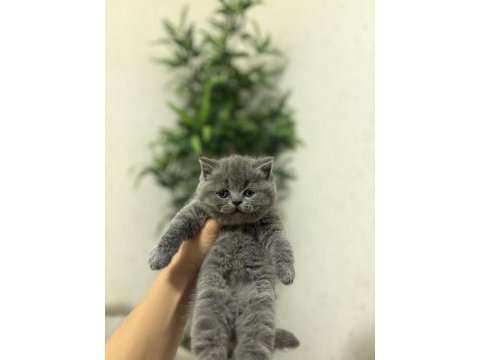 Brıtısh shorthair yavrularım 