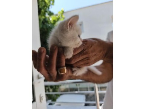 Sütten yeni kesilmiş scottish fold ve iran chinchilla yavru