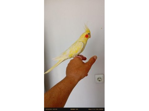 Ele alışkın erkek sultan papağanı