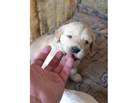 Baby face golden retriever yavrular