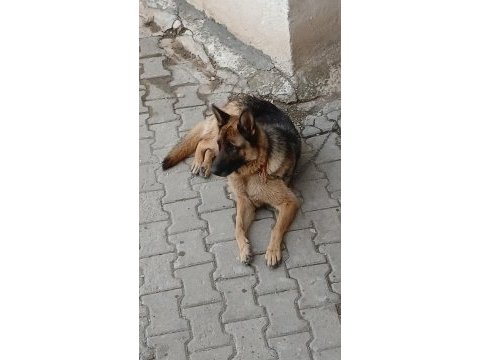 Safkan alman kurdu satılık