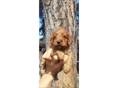 Maltipoo yavruları