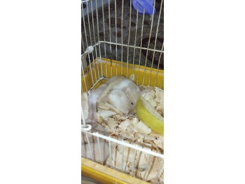 Bebek teddy syria hamster