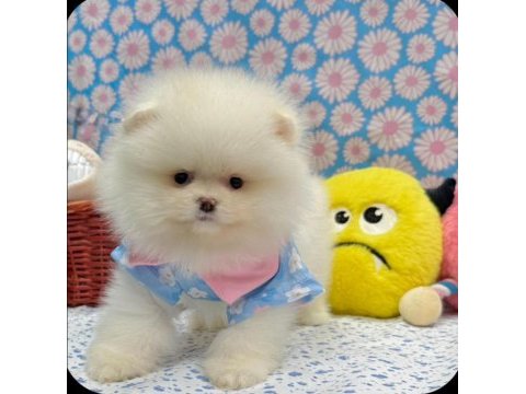 Safkan pomeranian yavrular