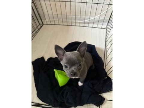 Lilac gri renk erkek chihuahua