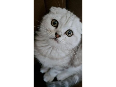Beyaz scottish fold yavrumuza yeni yuva arıyoruz